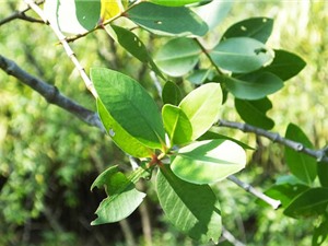 Tiềm năng hỗ trợ điều trị viêm loét dạ dày của cây bần không cánh